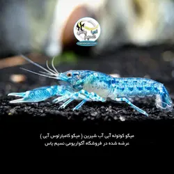 کامبارلوس آبی یا خرچنگ مینیاتوری آب شیرین