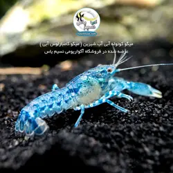 کامبارلوس آبی یا خرچنگ مینیاتوری آب شیرین
