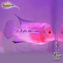 ماهی فلاور هورن zz درجه یک کد ۸