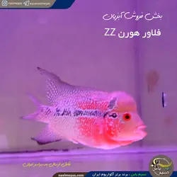 ماهی فلاور هورن zz درجه یک کد ۸