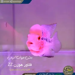 ماهی فلاور هورن zz درجه یک کد ۸