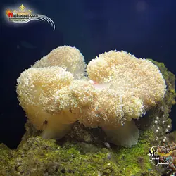 شقایق موکتی مقاوم آکواریوم های آب شور