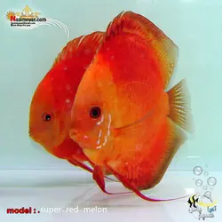 جفت مولد دیسکس سوپر رد ملون گرید بالا