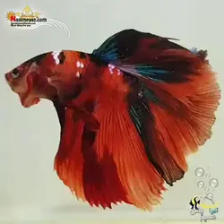 ماهی فایتر هالفون کندی