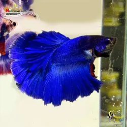 ماهی فایتر هالفون آبی