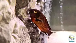 بک گراند ۳ بعدی آکواریوم مدل زاگرس آکوا بکر