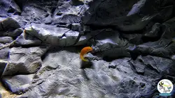 بک گراند ۳ بعدی آکواریوم مدل زاگرس آکوا بکر