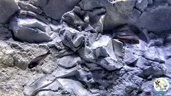 بک گراند ۳ بعدی آکواریوم مدل زاگرس آکوا بکر