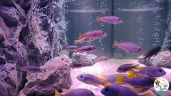 بک گراند ۳ بعدی آکواریوم مدل زاگرس آکوا بکر