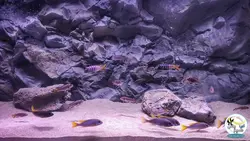 بک گراند ۳ بعدی آکواریوم مدل زاگرس آکوا بکر