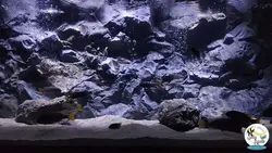 بک گراند ۳ بعدی آکواریوم مدل زاگرس آکوا بکر