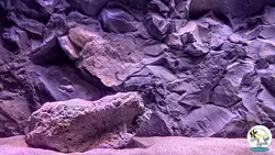 بک گراند ۳ بعدی آکواریوم مدل زاگرس آکوا بکر