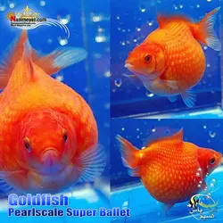 ماهی گلدفیش پرل اسکال سوپر باله