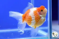 ماهی گلدفیش پرل اسکال سوپر باله