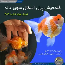 ماهی گلدفیش پرل اسکال سوپر باله