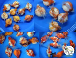 ماهی گلدفیش پرل اسکال سوپر باله