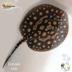 سفره ماهی بلک دایموند آب شیرین