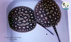 سفره ماهی بلک دایموند آب شیرین