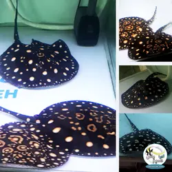 سفره ماهی بلک دایموند آب شیرین