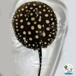 سفره ماهی بلک دایموند آب شیرین