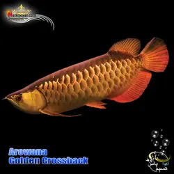ماهی آروانا گلدن کراس بک با چیپ و شناسنامه