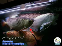 ماهی آروانا گلدن کراس بک با چیپ و شناسنامه