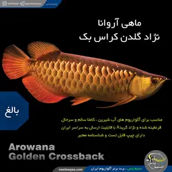 ماهی آروانا گلدن کراس بک با چیپ و شناسنامه