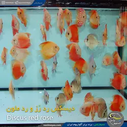ماهی دیسکاس رد رز