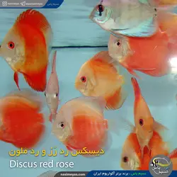 ماهی دیسکاس رد رز