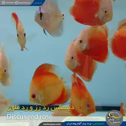 ماهی دیسکاس رد رز