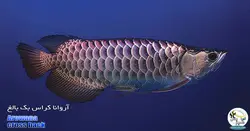 ماهی آروانا کراس بک با چیپ و شناسنامه