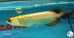 ماهی آروانا کراس بک با چیپ و شناسنامه
