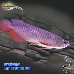 ماهی آروانا چیلی سوپر رد با چیپ و شناسنامه