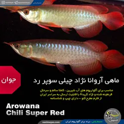 ماهی آروانا چیلی سوپر رد با چیپ و شناسنامه