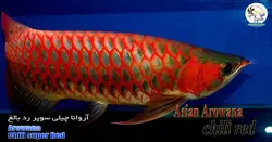 ماهی آروانا چیلی سوپر رد با چیپ و شناسنامه