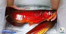 ماهی آروانا چیلی سوپر رد با چیپ و شناسنامه