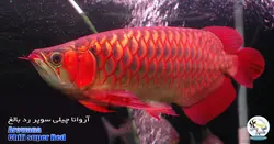 ماهی آروانا چیلی سوپر رد با چیپ و شناسنامه