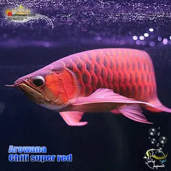ماهی آروانا چیلی سوپر رد با چیپ و شناسنامه