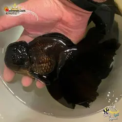 ماهی گلدفیش اوراندا جاینت فولمون بلک