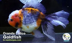 ماهی گلدفیش اوراندا کالیکو کایرین