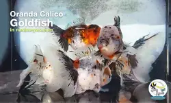ماهی گلدفیش اوراندا کالیکو کایرین