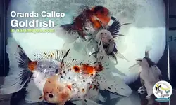 ماهی گلدفیش اوراندا کالیکو کایرین