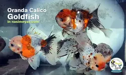 ماهی گلدفیش اوراندا کالیکو کایرین