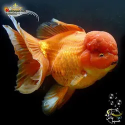 ماهی جفت گلدفیش اوراندا جاینت رد بزرگ