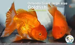 ماهی جفت گلدفیش اوراندا جاینت رد بزرگ