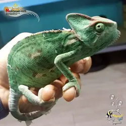 آفتاب پرست کملیون ویلد ماده جوان