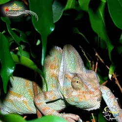 آفتاب پرست کملیون ویلد ماده