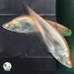 ماهی نایف آلبینو پلاتینیوم