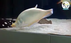 ماهی نایف آلبینو پلاتینیوم