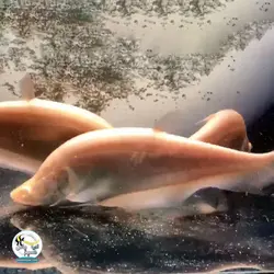 ماهی نایف آلبینو پلاتینیوم